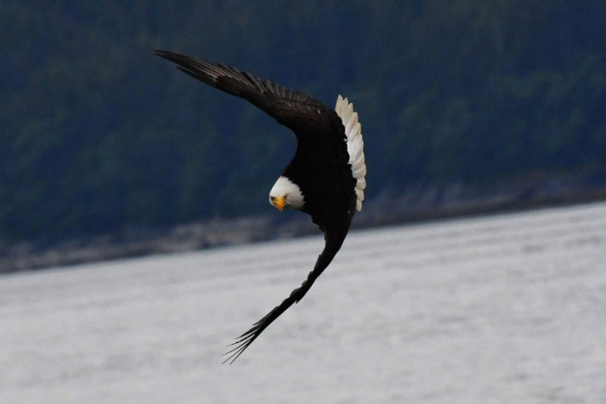 The female Bald eagle trying to dry off its feathers near a swallow colony where it tries to harvest swallows.
