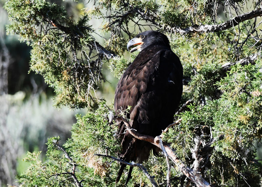 A young Bald eagle near Ririe Reservoir. | Bill Schiess, EastIdahoNews.com
