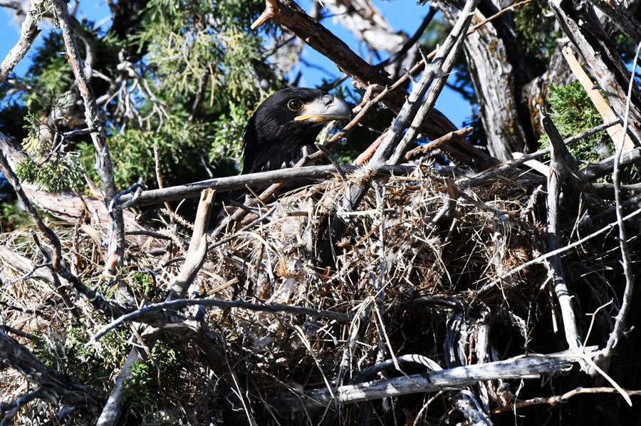 A second young Bald eagle almost hidden by the nest.