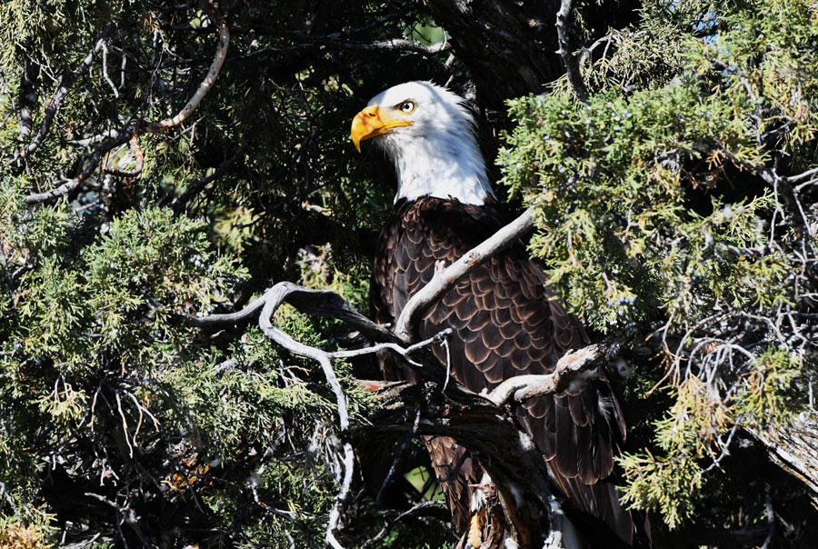 The female Bald eagle in the nest-tree watching over her two babies.