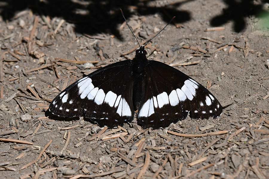 Teton Canyon butterfly