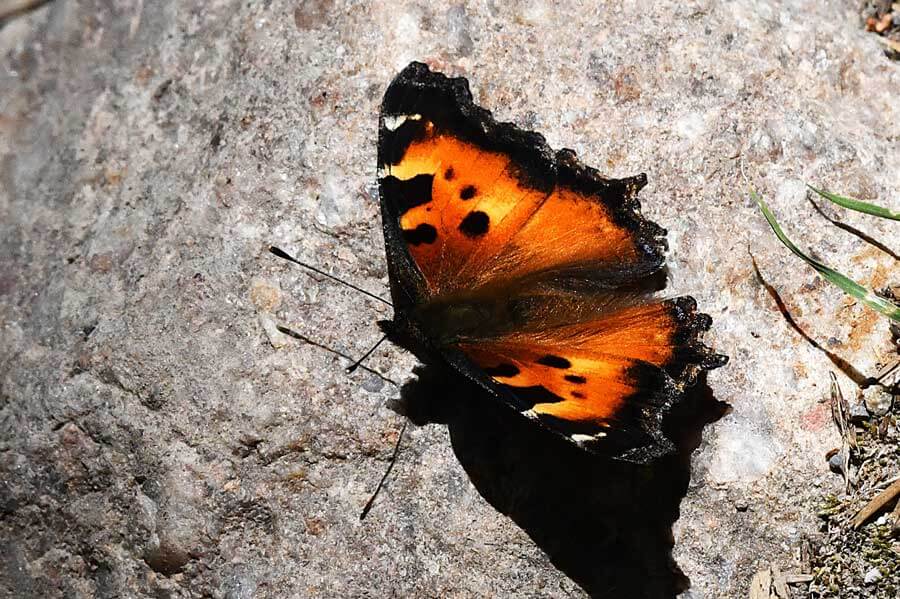 Teton Canyon butterfly