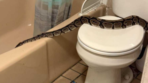 A 5-foot python found in bathroom of Derry apartment building.