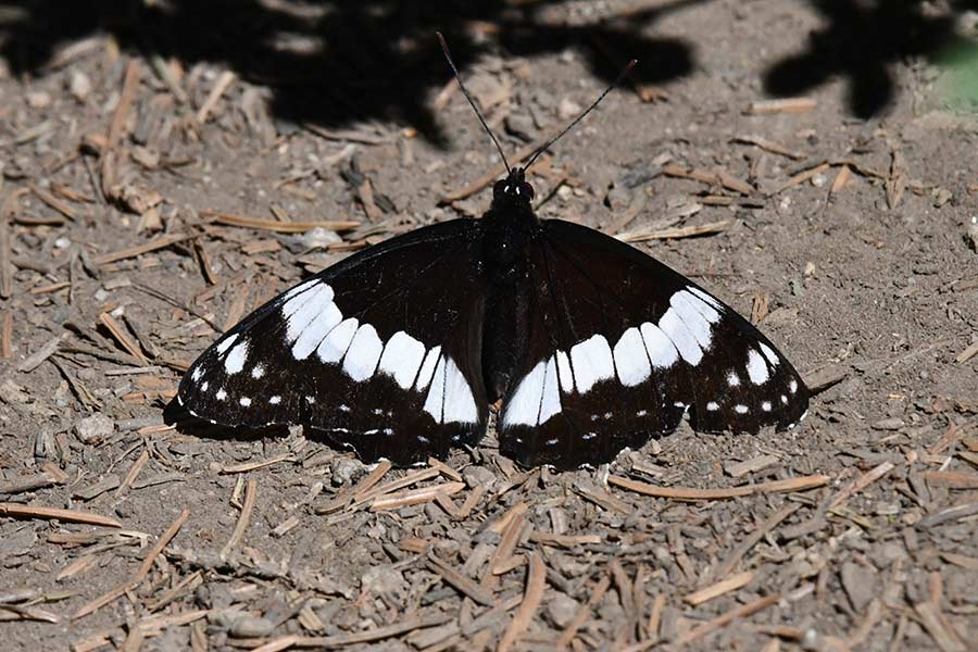 Weidemeyer's Admiral butterflies were common along the trail near flowers on the Teton Trail. | Bill Schiess, EastIdahoNews.com