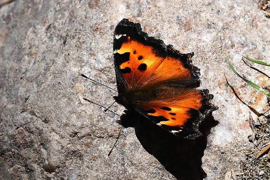 A "Question Mark" Comma butterfly found along the Teton Trail last Saturday. (Notice the question marks on its wings) | Bill Schiess, EastIdahoNews.com