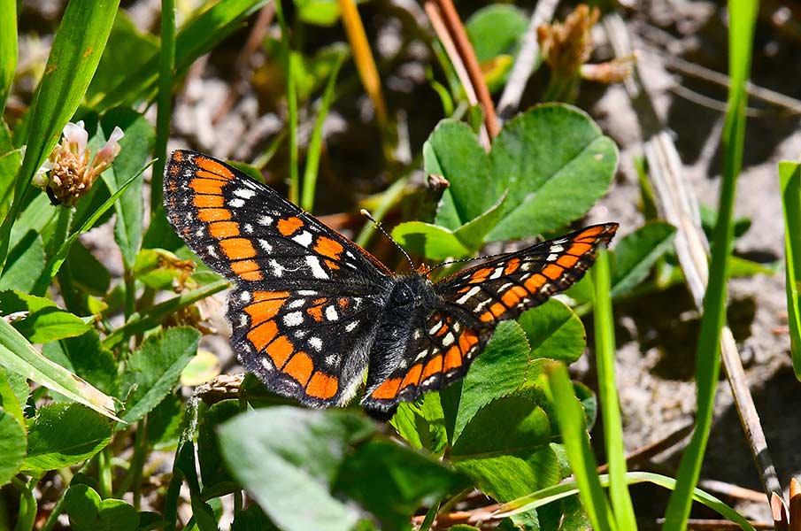 A rare Gillett's cherckerspot butterfly on the trail east of Silver Lake. | Bill Schiess, EastIdahoNews.com
