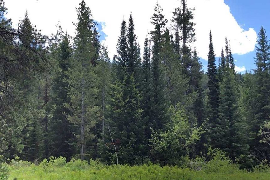 Caribou-Targhee National Forest