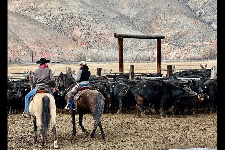 Ranchers Jay and Chyenne Smith raise Black Angus cattle near the tiny town of Carmen, Idaho. The ranch is located just over the ridge from one of the original sites of wolf reintroduction, and the Smiths say wolves have killed more than 200 of their cattle in the past 20 years. (Photo courtesy of Jay and Chyenne Smith)