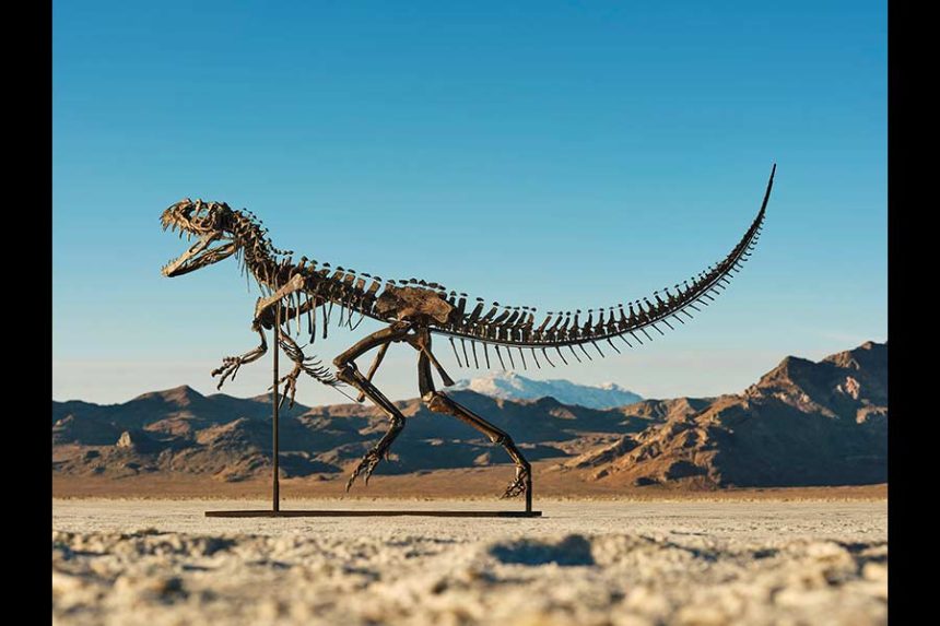 The fossil is the only juvenile Ceratosaurus specimen known to exist. Mandatory Credit: Matthew Sherman via CNN Newsource