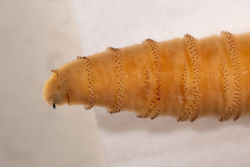 cnn L19jb21wb25lbnRzL2ltYWdlL2luc3RhbmNlcy9jbWN2NDFrd3AwMDE5M2o2b2l1d2UzNDFv L19jb21wb25lbnRzL2FydGljbGUvaW5zdGFuY2VzL2NtY3YzbDV6ZjAwMXEyN3BjZTRrZ2hmajE