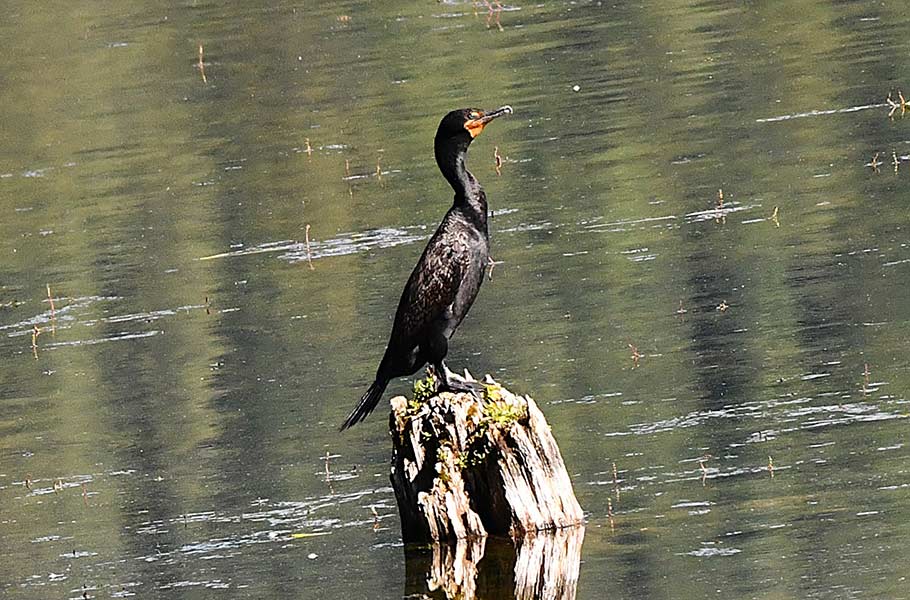 A Double-crested cormorant on Silver Lake. | Bill Schiess, EastIdahoNews.com