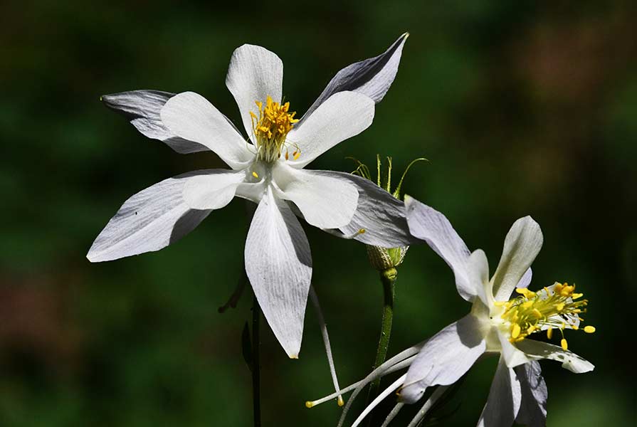 A Columbia columbine with pale purple outside petals. | Bill Schiess, EastIdahoNews.com