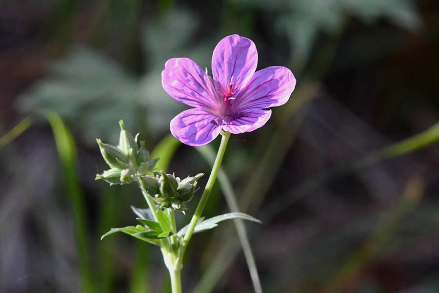 Sticky geranium in its normal color. | Bill Schiess, EastIdahoNews.com