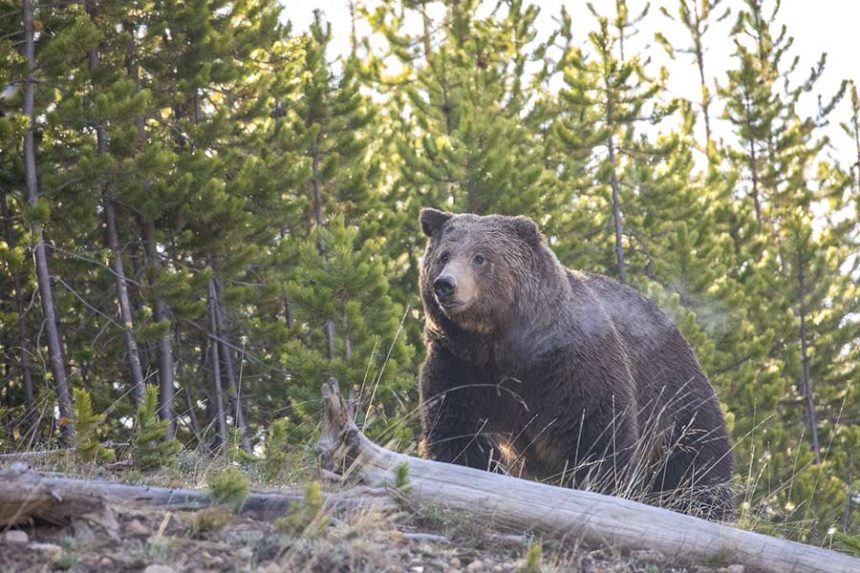 A grizzly bear photographed in Yellowstone National Park on May 19, 2020. (Photo by Jim Peaco/National Park Service)