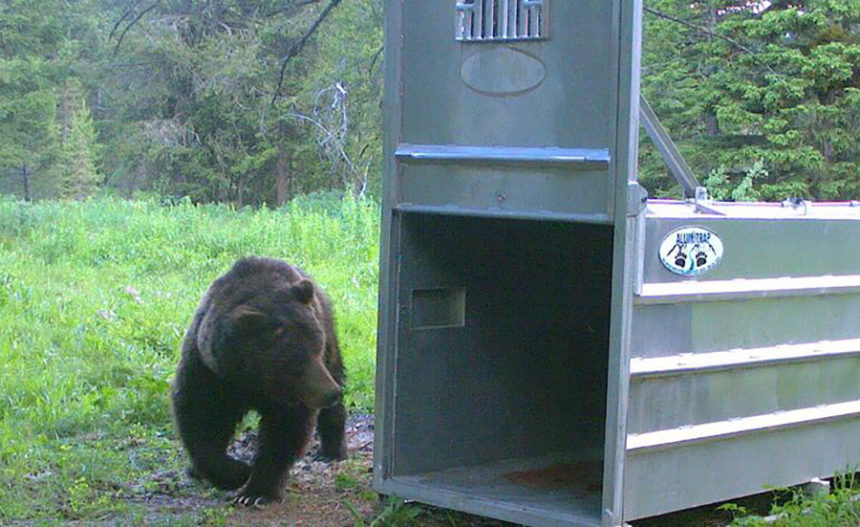 Grizzly Idaho Fish and Game