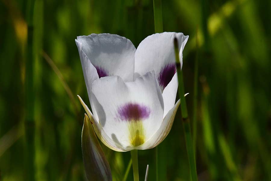 A beautiful Sego lily near the shore of Silver Lake. | Bill Schiess, EastIdahoNews.com