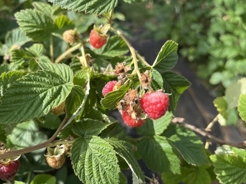 raspberries