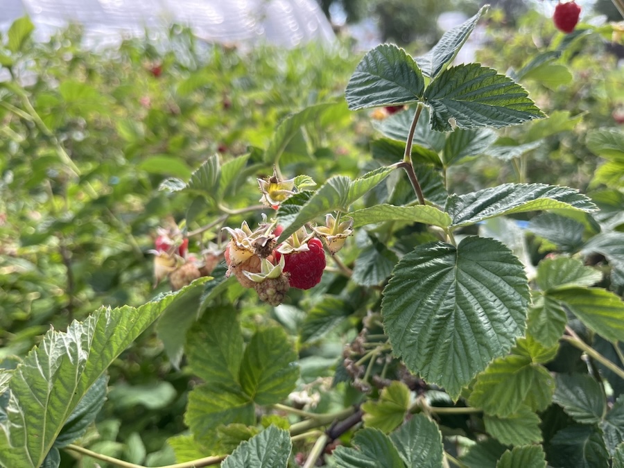 raspberries sun