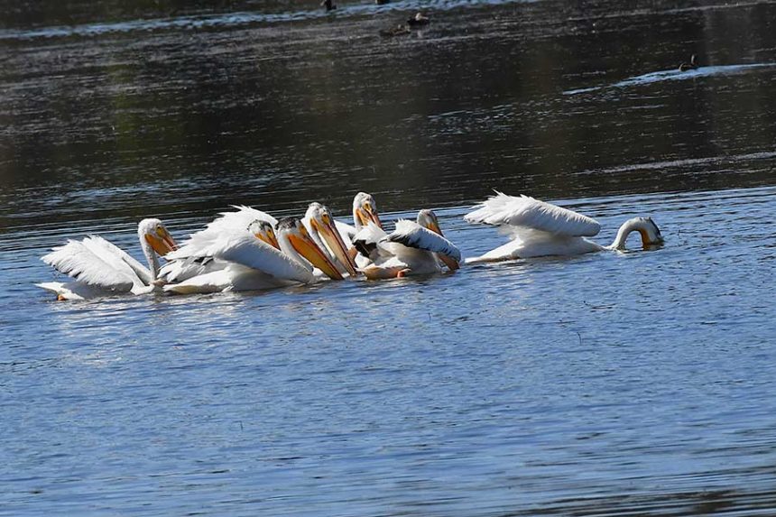 A flock of pelicans trying to catch their lunch on Silver Lake. | Bill Schiess, EastIdahoNews.com