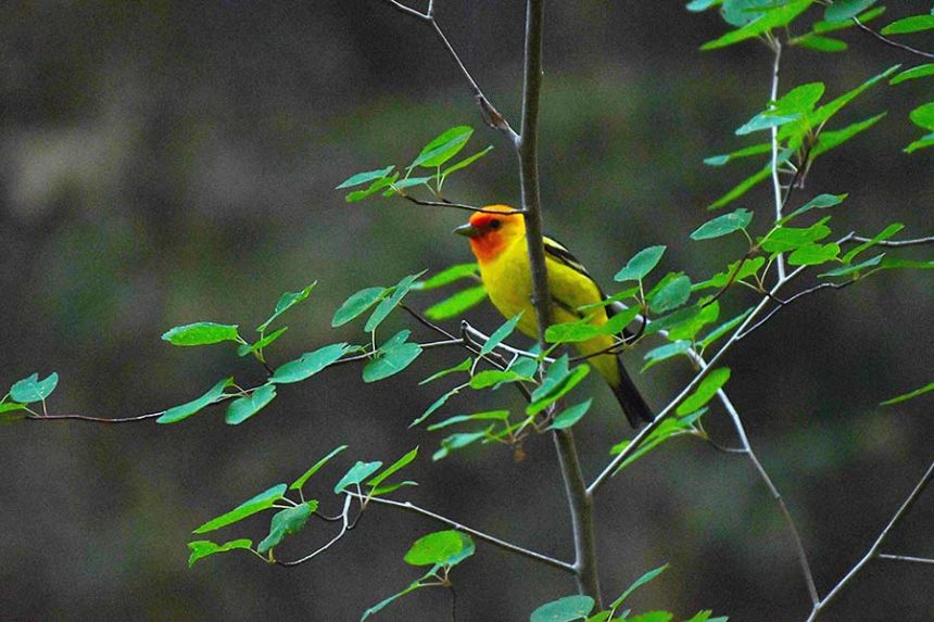 A Western tanager enjoying a breakfast of insects last Saturday near Teton Creek on the Teton Trail. | Bill Schiess, EastIdahoNews.com