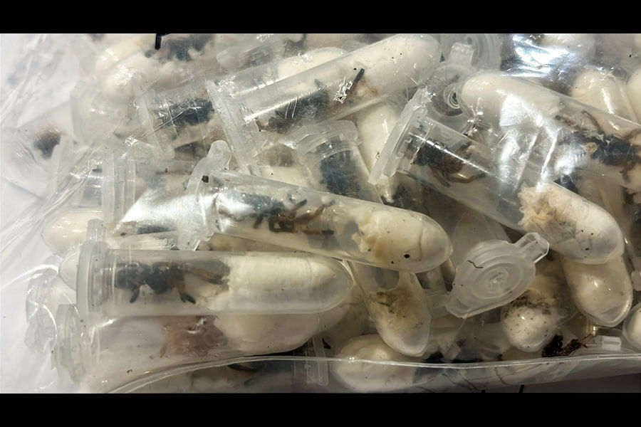 German customs officials discover tarantulas smuggled in spongecake boxes
