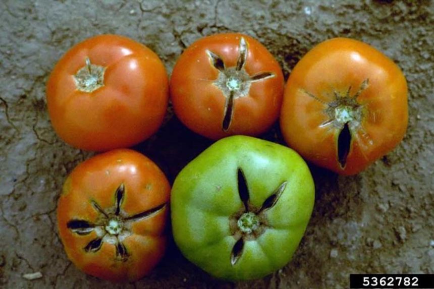 tomatoes