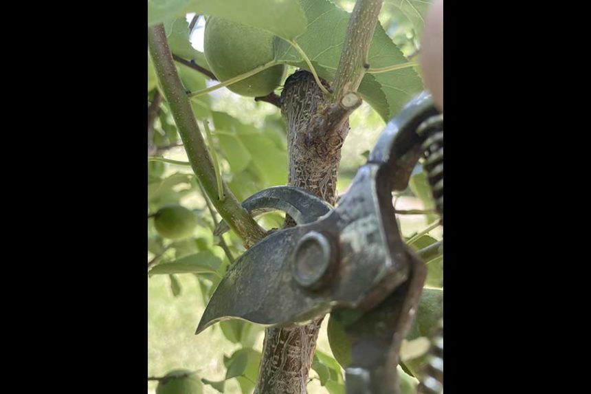 Tree pruning | Bracken Henderson, University of Idaho Extension