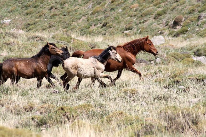wild horses