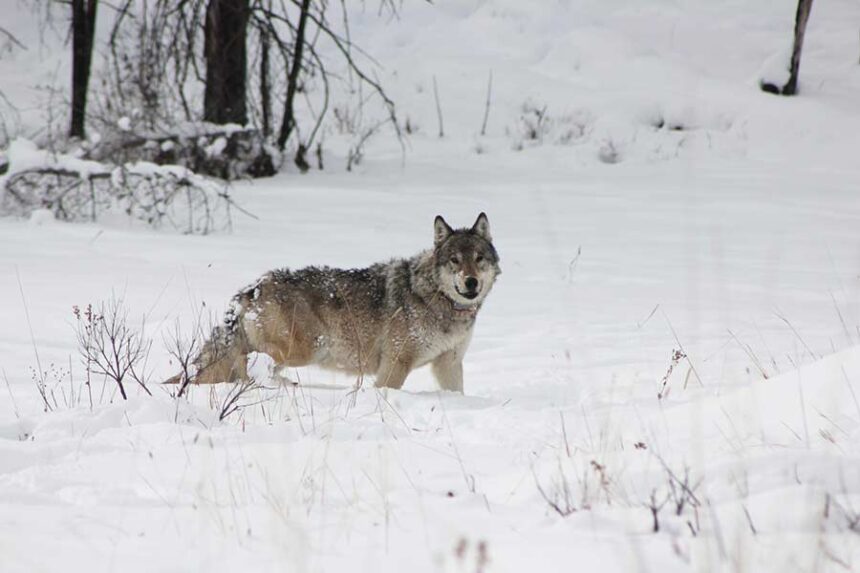 On four separate occasions, Wolf 907F seized power as the alpha female leader of the Junction Butte Pack in Yellowstone National Park. (National Park Service file photo courtesy of Jeremy SundeRaj/Yellowstone National Park)