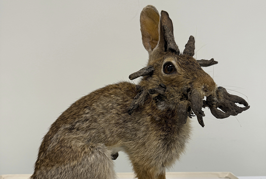 Rabbits with ‘horns’ in Colorado are being called ‘Frankenstein bunnies.’ Here’s why