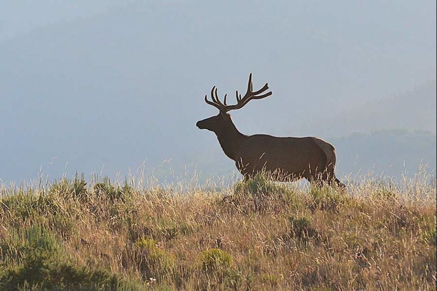 A bull elk in velvet, poses on a hill before crossing Highway 191 in Jackson Hole. | Bill Schiess, EastIdahoNews.com