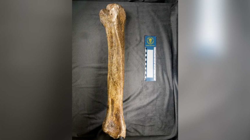 The shin bone fossil of Camelops hesternus was found near Vernal in 1987. New research shows that the fossil is approximately 33,000 years old. | John Foster, Utah State Parks