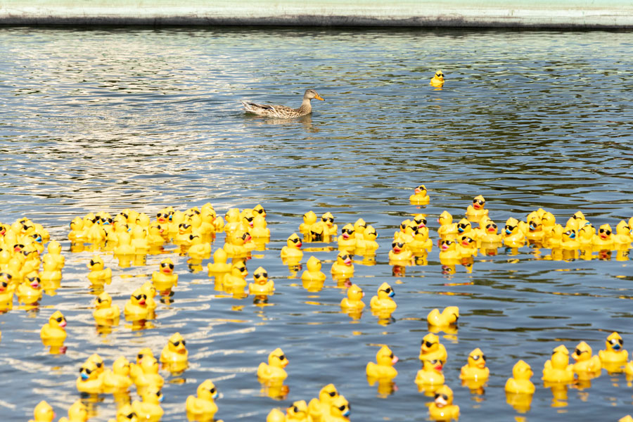 A Mallard duck racing along side 30,000 rubber ducks during the 34th annual Great Snake River Duck Race. | Daniel V. Ramirez, EastIdahoNews.com