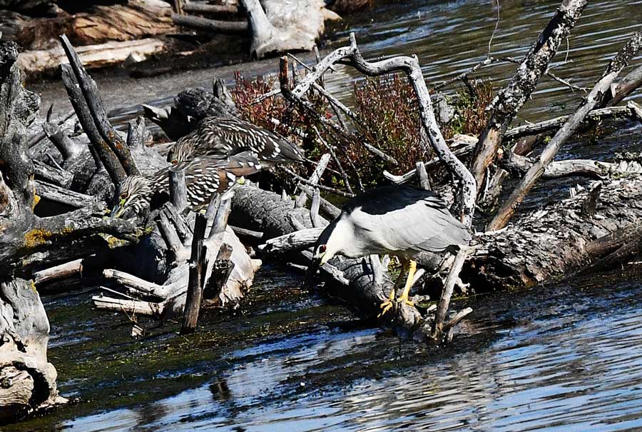 EIN0823225SchiessB Cnightheron2 25