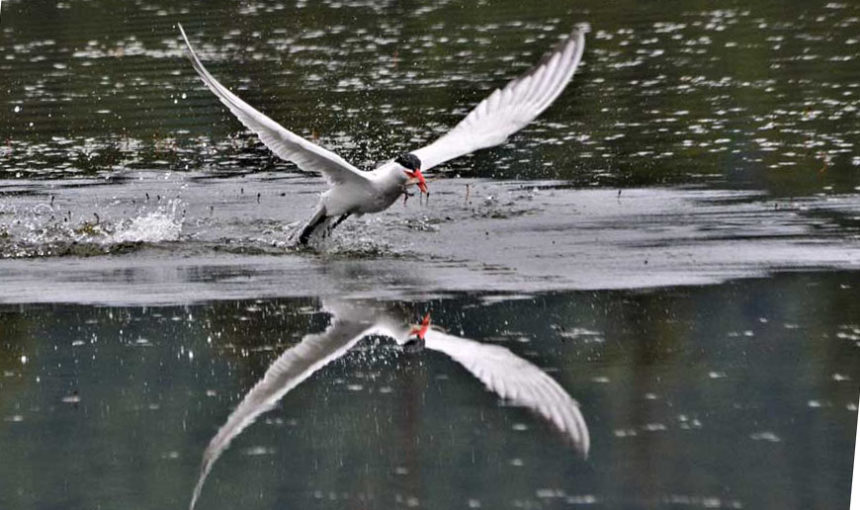 Bill Schiess fishers