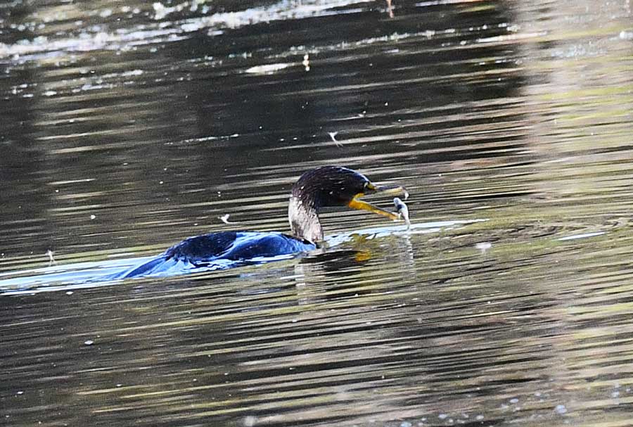 Bill Schiess fishers