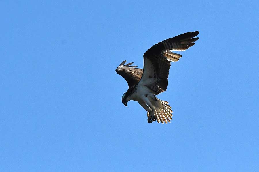 Bill Schiess fishers