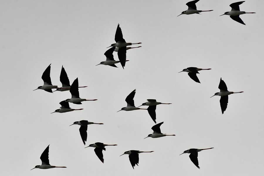 EIN083025SchiessBlkneckedstilt5 25Web