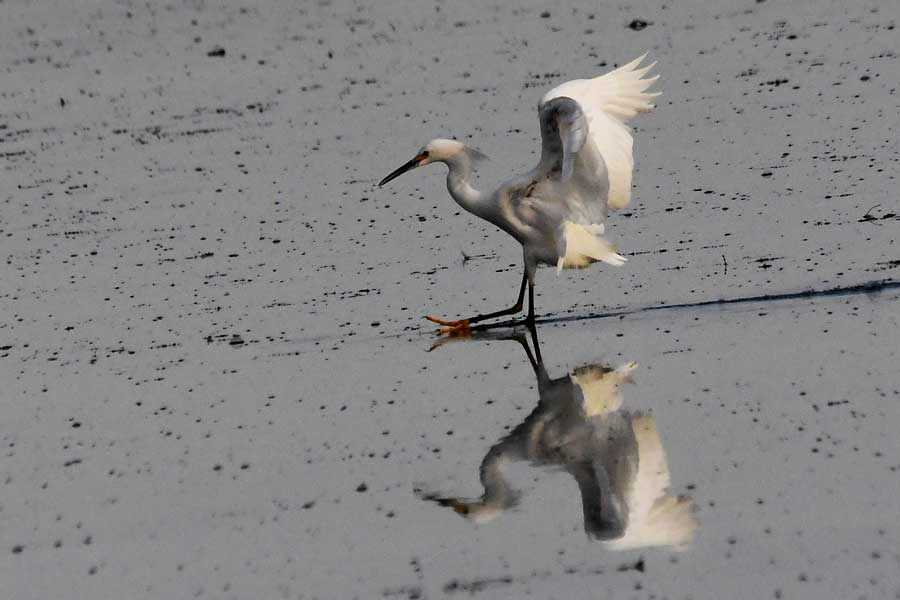 EIN083025SchiessEgret1 25Web