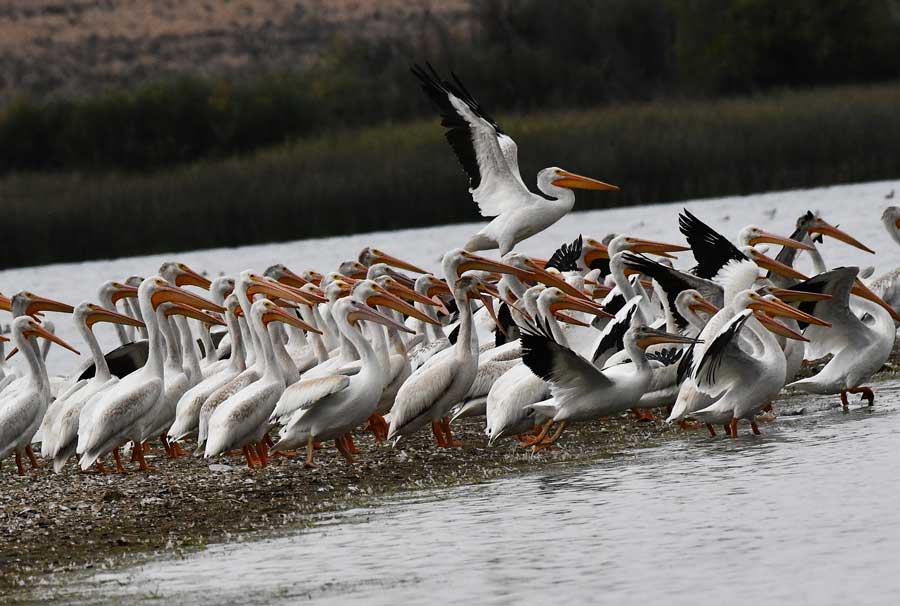 EIN083025SchiessPelican3 25 1