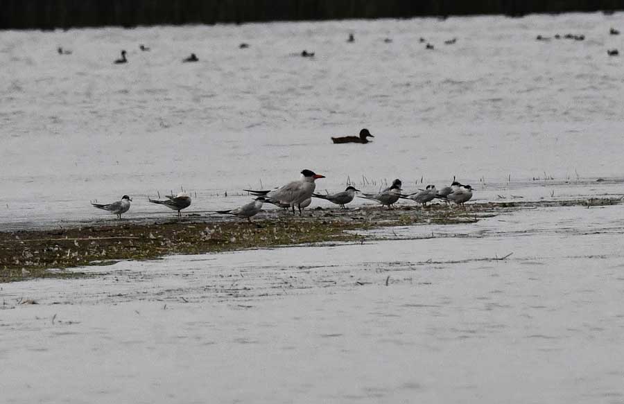 EIN083025SchiessTerns2 25Web