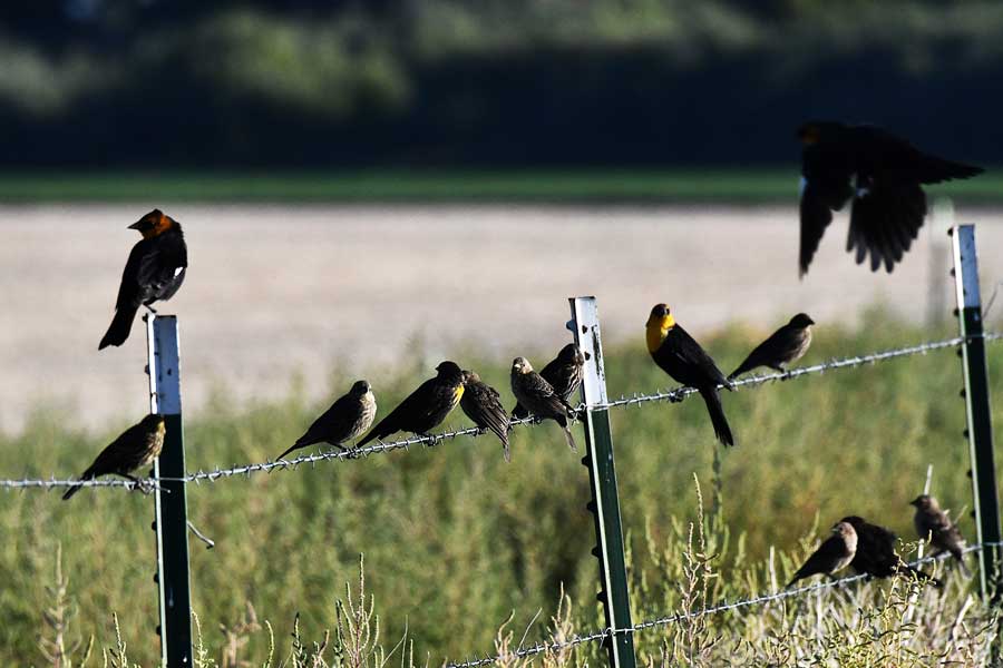 EIN083025SchiessY headedBB2 25Web