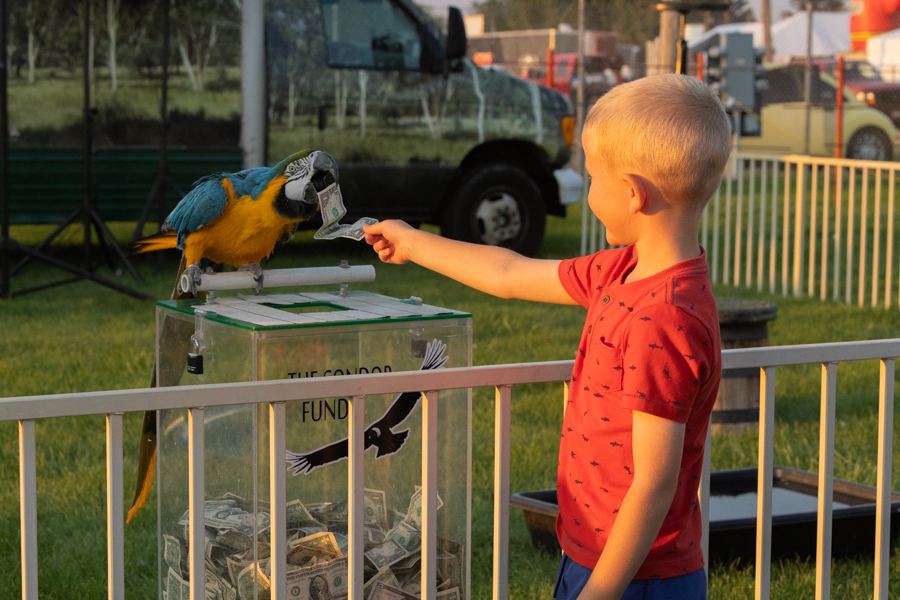 A child handing a parrot a dollar during the Birdman's show at the West Events Area. | Daniel V. Ramirez, EastIdahoNews.com