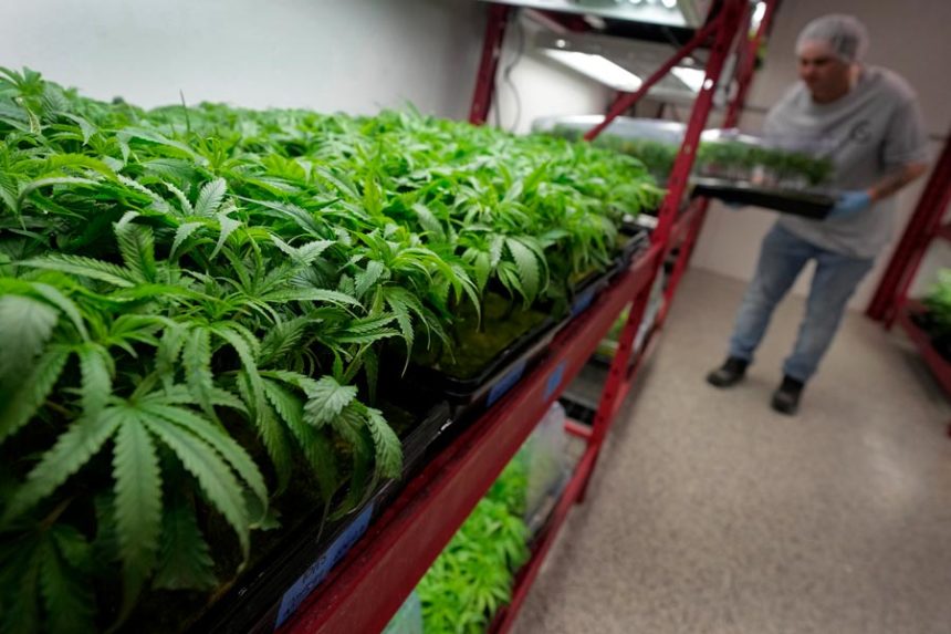Michael Stonebarger sorts young cannabis plants at a marijuana farm operated by Greenlight, Monday, Oct. 31, 2022, in Grandview, Missouri. | Charlie Riedel, Associated Press