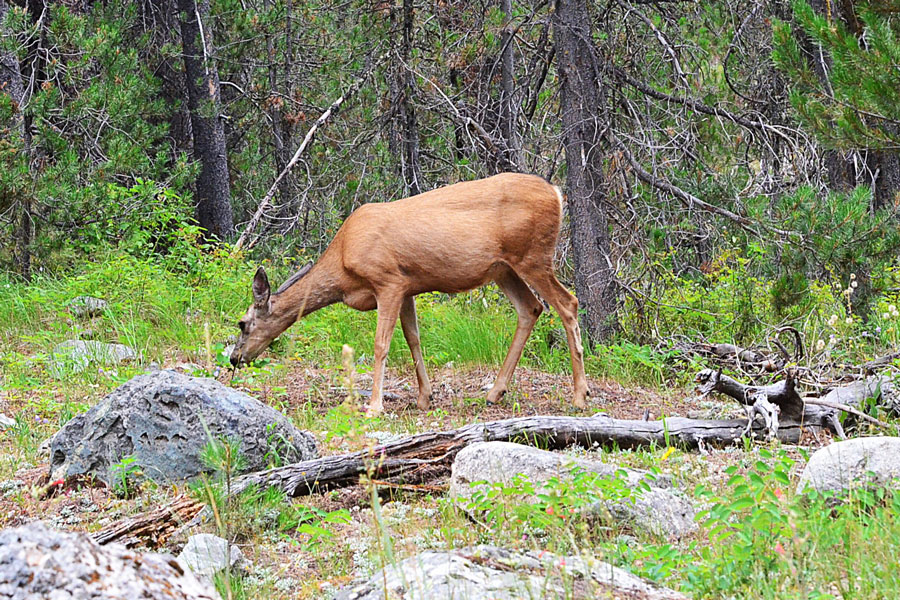 A doe Mule deer encountered on the Phelps Lake hike. | Bill Schiess