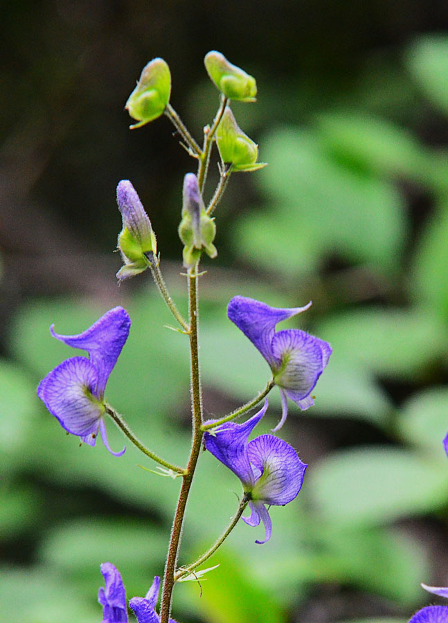 The beautiful but poisonous Monkshood flower at the Laurence S. Rockerfeller Reserve. | Bill Schiess