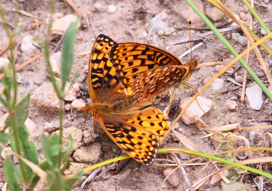 Late summer is the time for fritillary butterflies to begin breeding for next year. | Bill Schiess