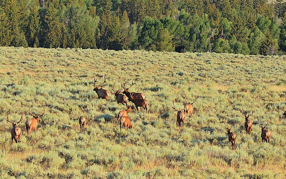 A herd of 17 bull elk on the sagebrush flat after crossing the road near Schwabackers Landing. | Bill Schiess, EastIdahoNews.com