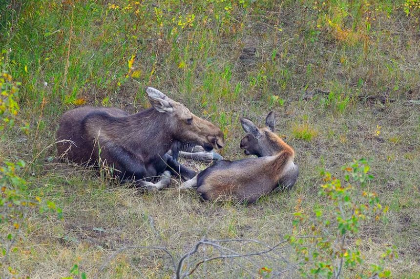 Female moose and calf | Envato Elements stock image