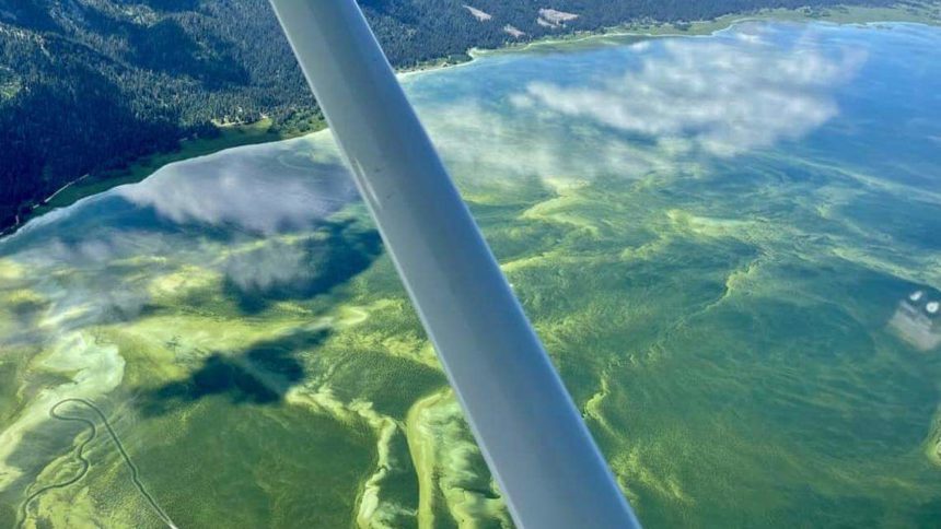 Harmful algal blooms are hazardous to people, pets, and livestock. Blue-green patches at the surface of water are a key indication that toxins are present. | Courtesy Idaho Department of Health and Welfare